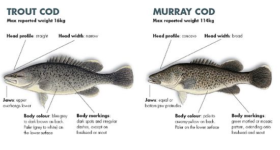 Identity mix-up threatens trout cod recovery